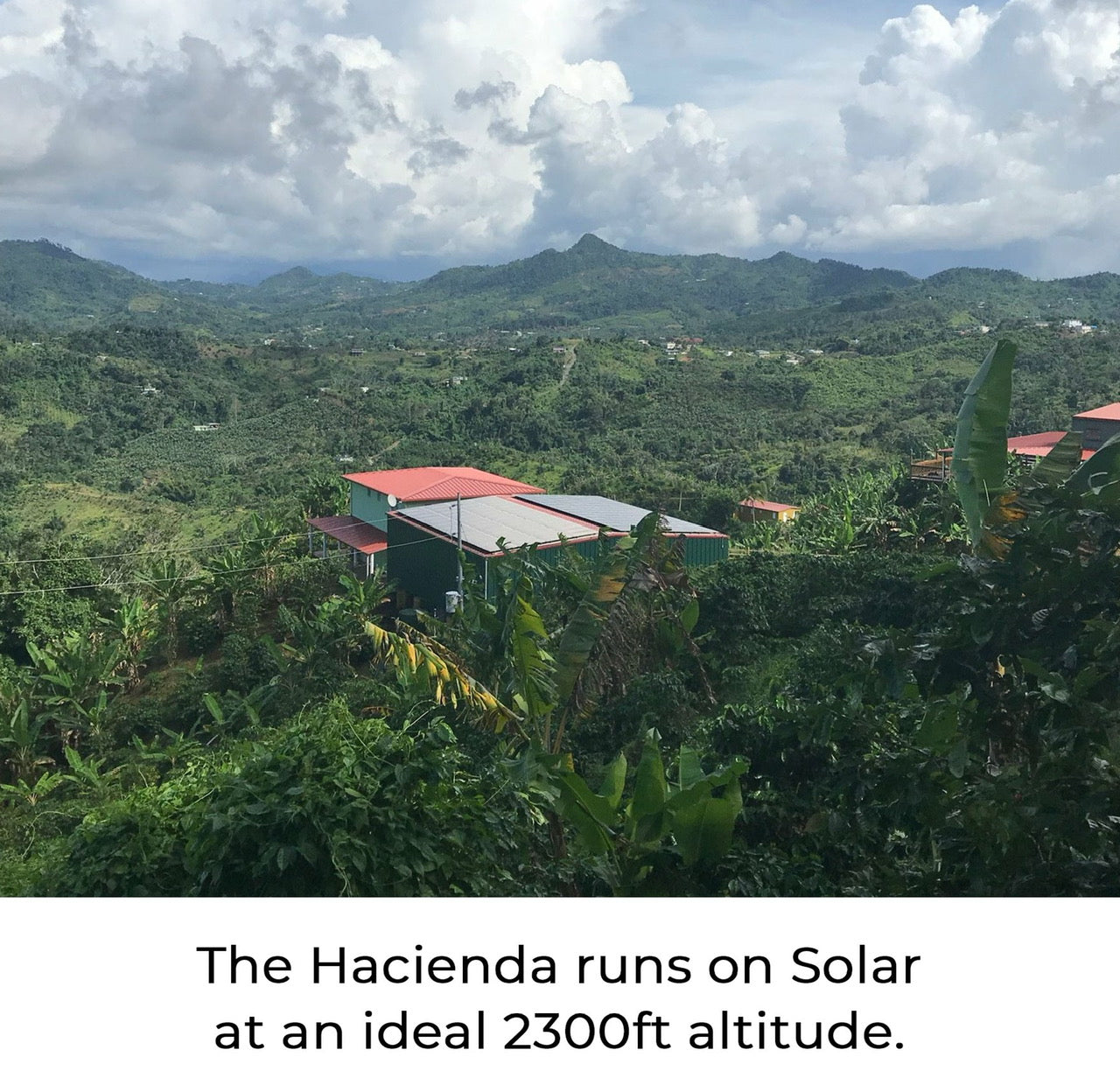 Solar powered coffee farm in Puerto Rico