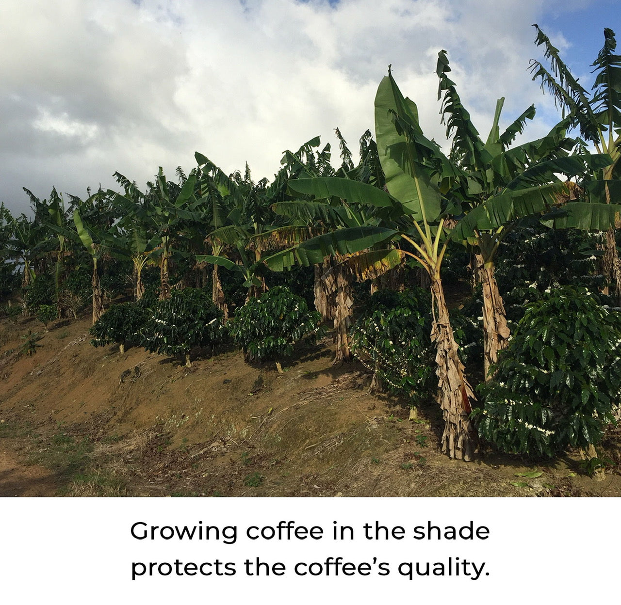 Shade grown Puerto Rican coffee